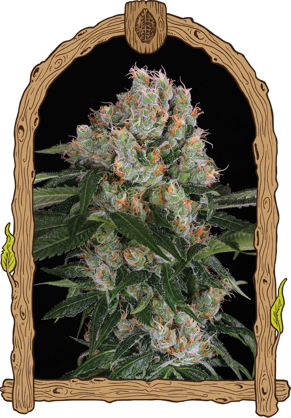 Artic Flurry Strain Exotic Seed artic-flurry-strain-exotic-seed